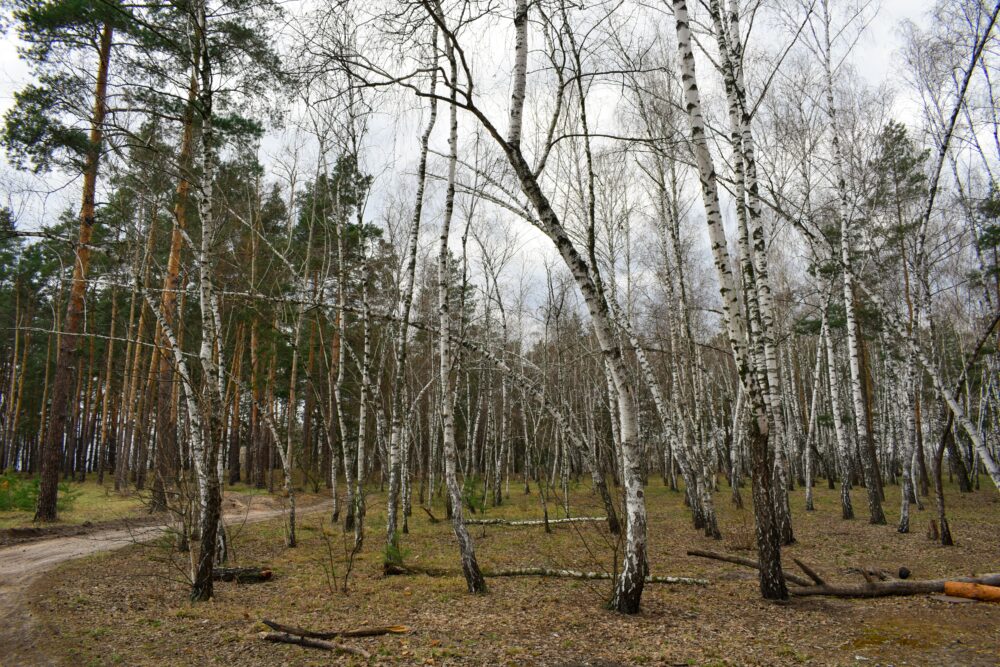 Birch Forest wallpaper, nature