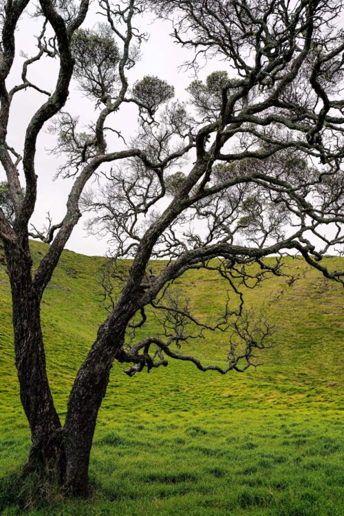 самотнє дерево, зелений пагорб, шпалери природа