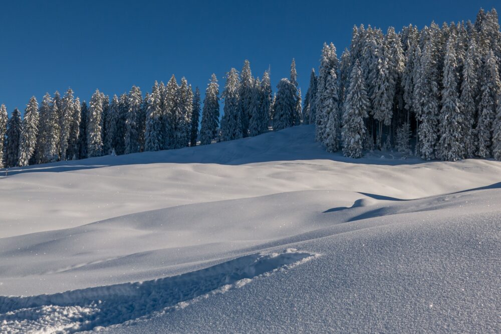 cold, glistening snow, forest, blue sky, winter wallpaper