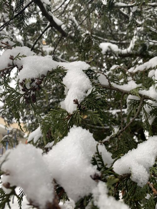 macro-shot, snow, winter, wild-growing-fir-tree, for iphone xr, 3024×4032