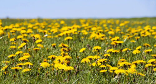 широкоформатные обои весна, одуваничики, поле, луг