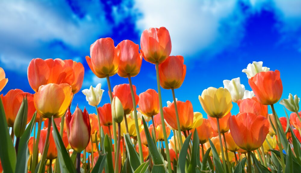 A bright field of red and yellow tulips against the blue sky with clouds in spring