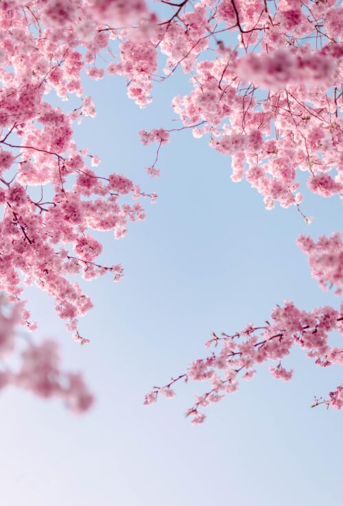 spring wallpaper, cherry blossoms, blue sky, natural beauty, springtime, cherry tree bloom