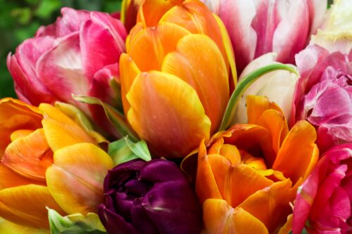 фото тюльпанов 8 марта 2024, цветы, 6к обои