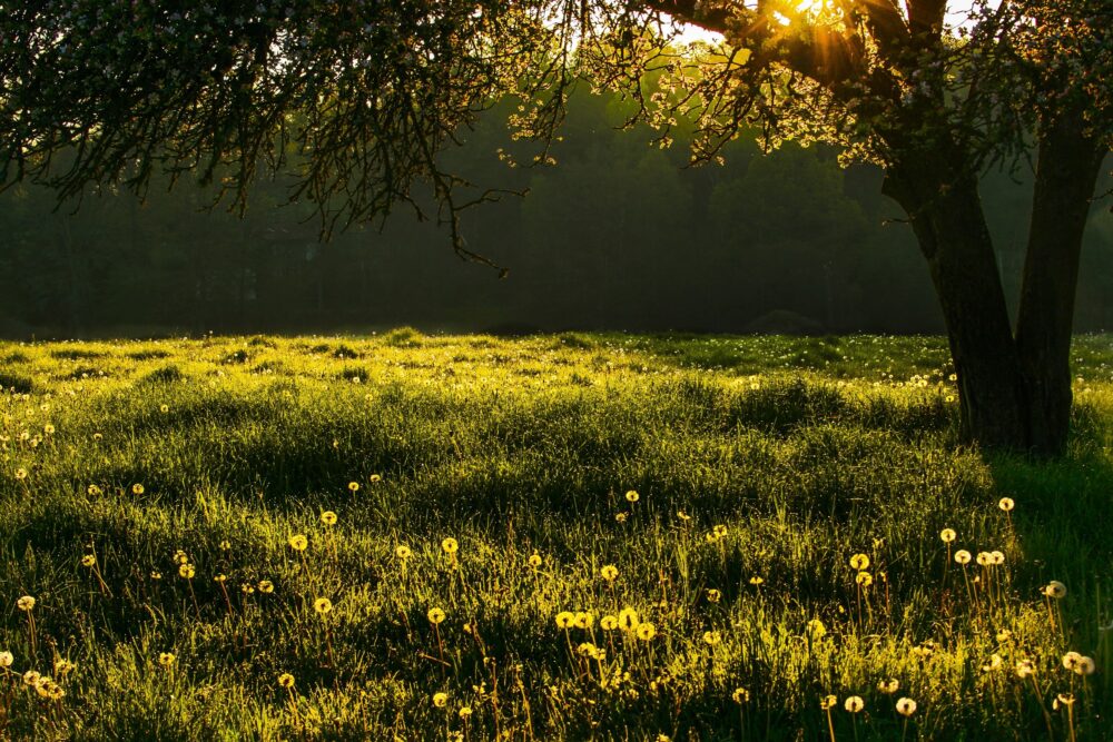 A tranquil field with a lone tree, summer wallpaper 4k for pc