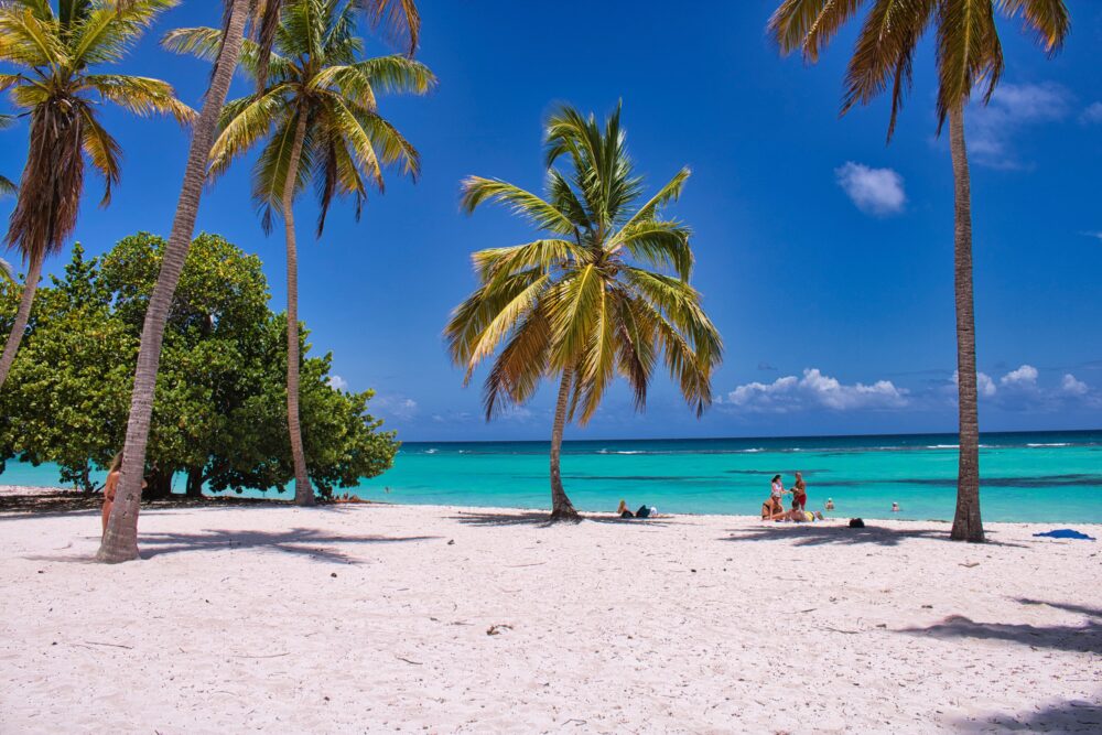 Sandy beach with palm trees on the ocean, cute summer wallpaper