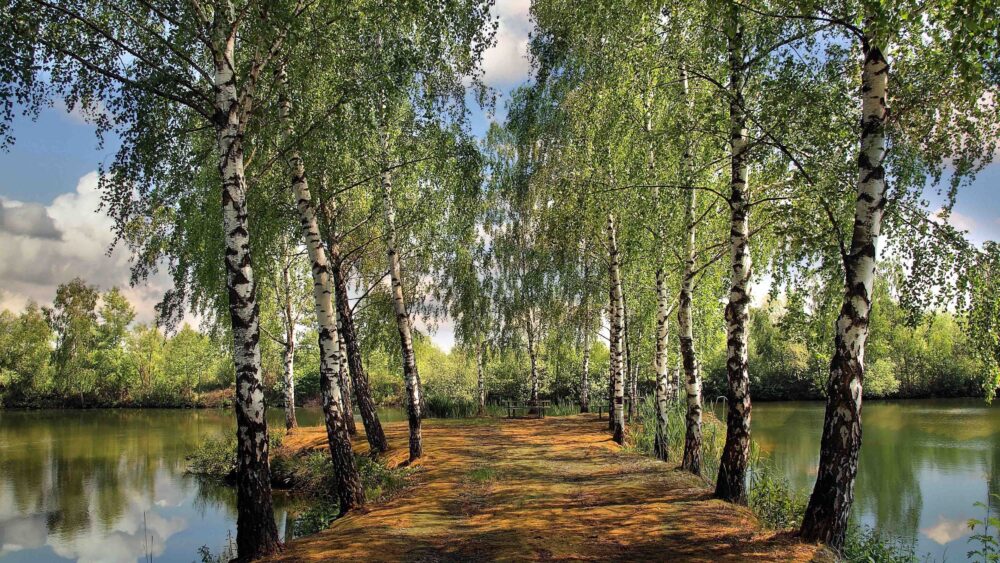 landscape on a lake with birches and park, summer wallpaper 4k desktop