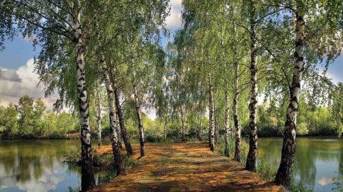 landscape on a lake with birches and park, summer wallpaper 4k desktop