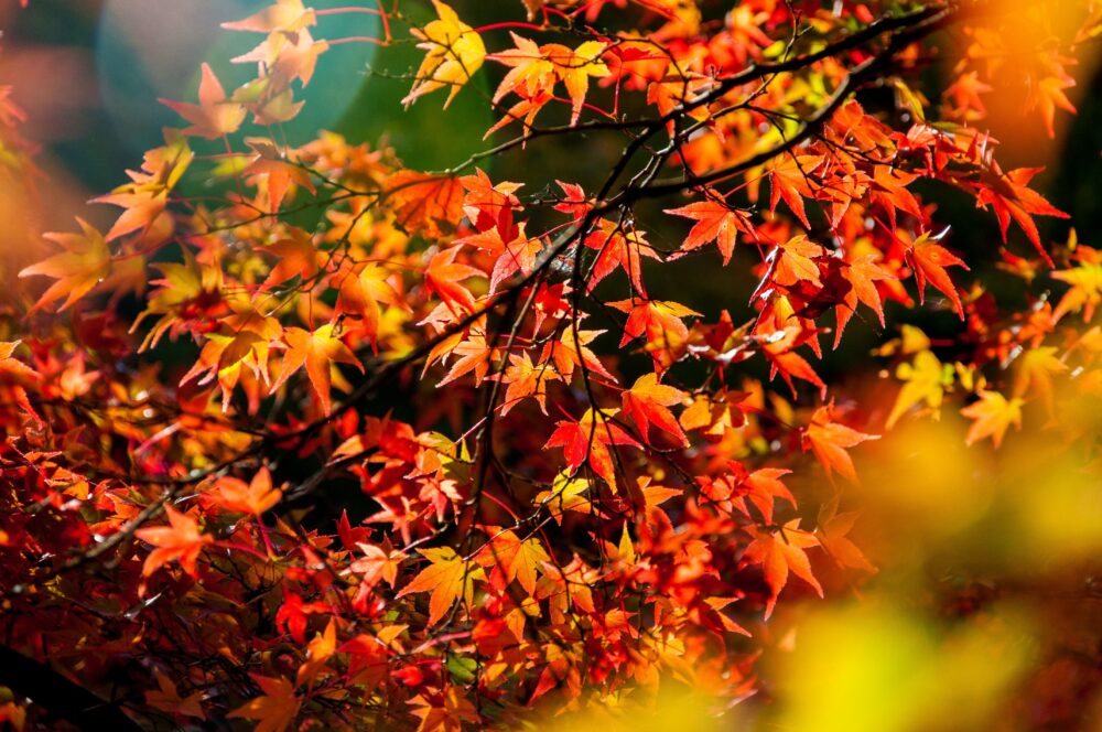 A tree with red leaves, autumn wallpaper background