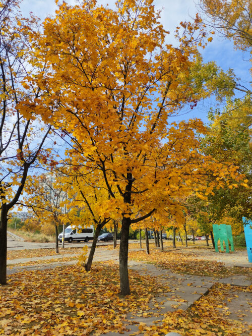 autumn wallpapers for phone, yellow leaves, fall tree