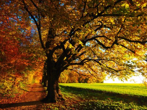 Beautiful autumn wallpaper landscape