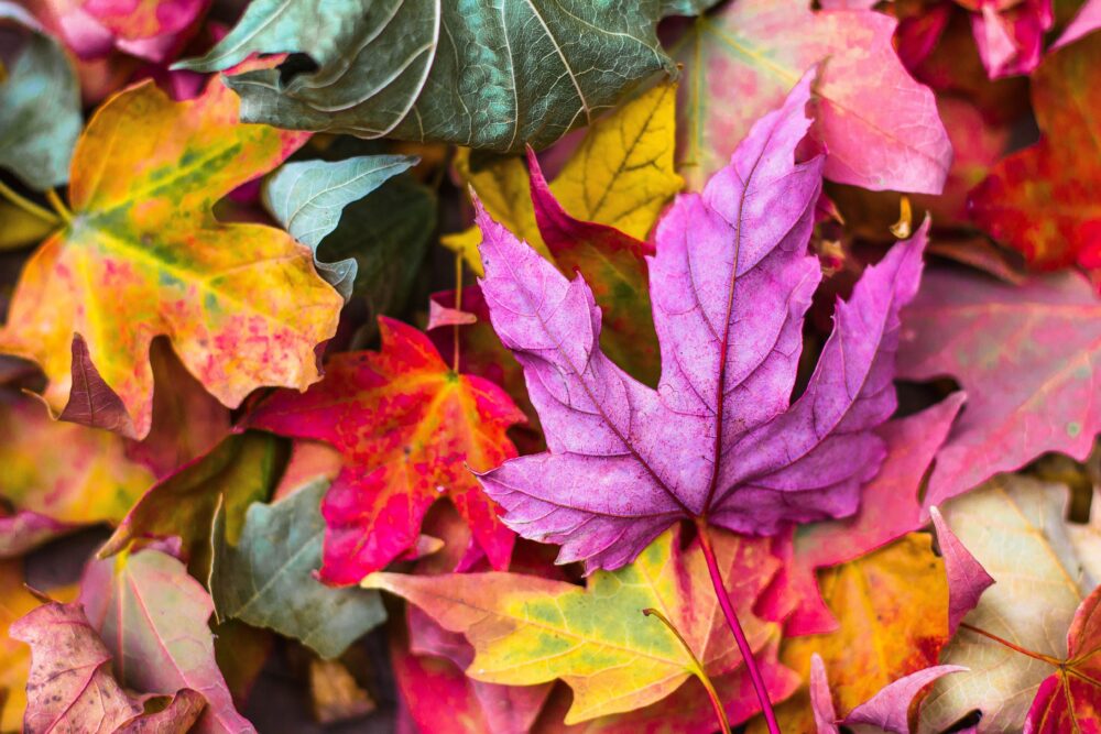 Colorful autumn leaves wallpapers