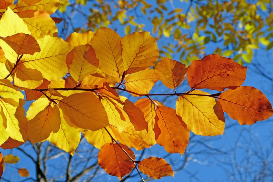 Tree branch with fall leaves