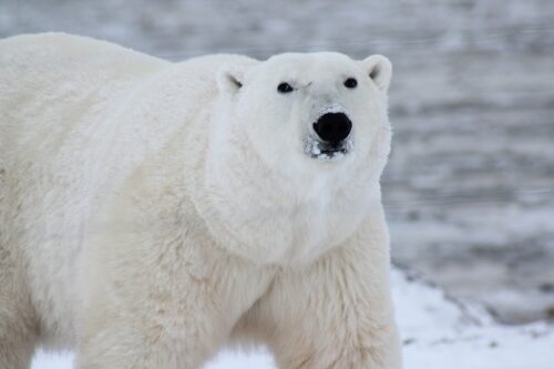 polar bears wallpaper, Nesti, Sea Bear