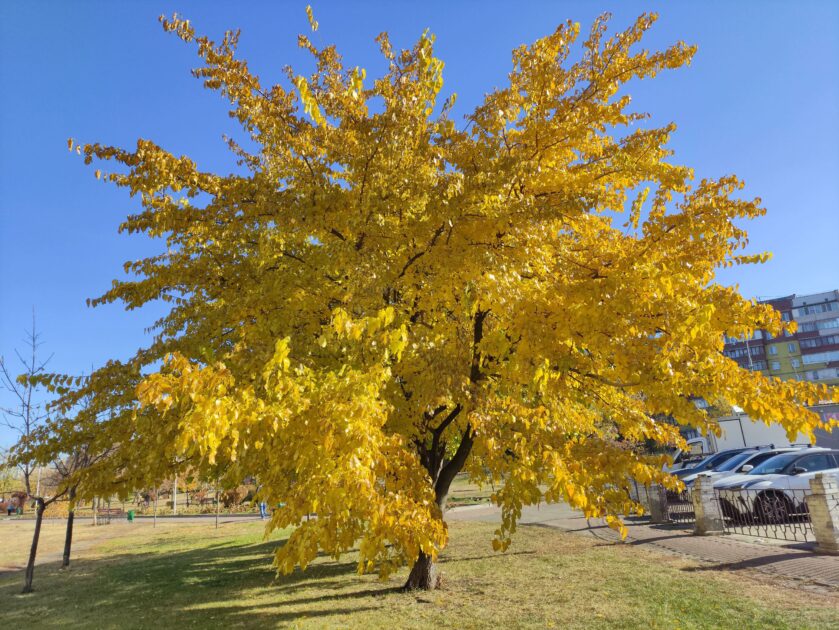 Autumn trees wallpaper, Golden Autumn