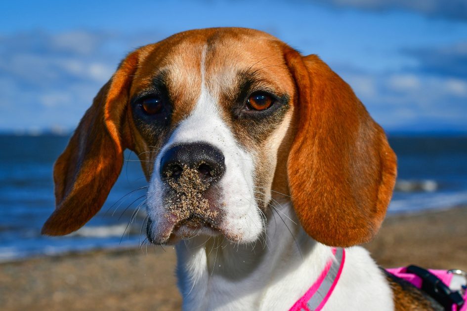 Beagle with sand on its nose at the beach